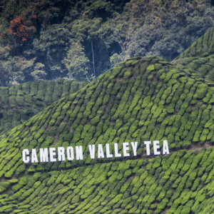 Honeymoon Package Cameron Highland